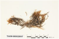 藏品(紫萼苔科)的圖片